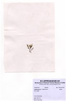 藏品(環節藻)的圖片